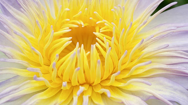 istock purple lotus pollen 483275512