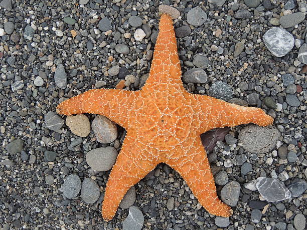 rozgwiazda na plaży - ochre sea star zdjęcia i obrazy z banku zdjęć