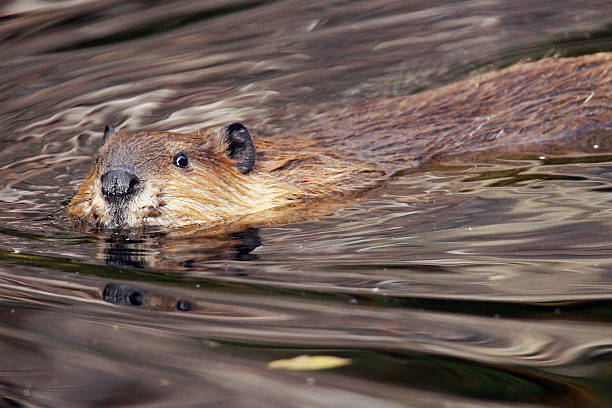 castor olhando para a câmara - north american beaver fotos imagens e fotografias de stock