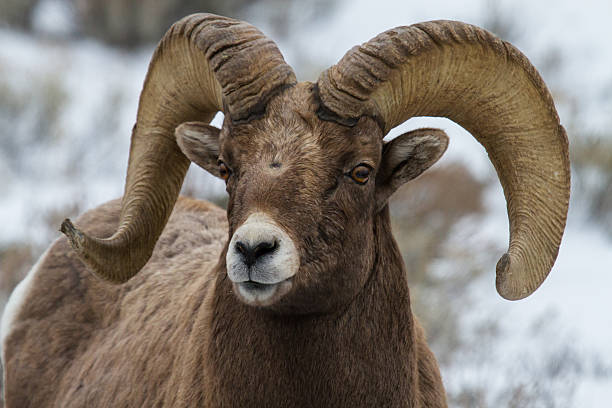 bighorn ram retrato - bighorn sheep ram sheep winter - fotografias e filmes do acervo