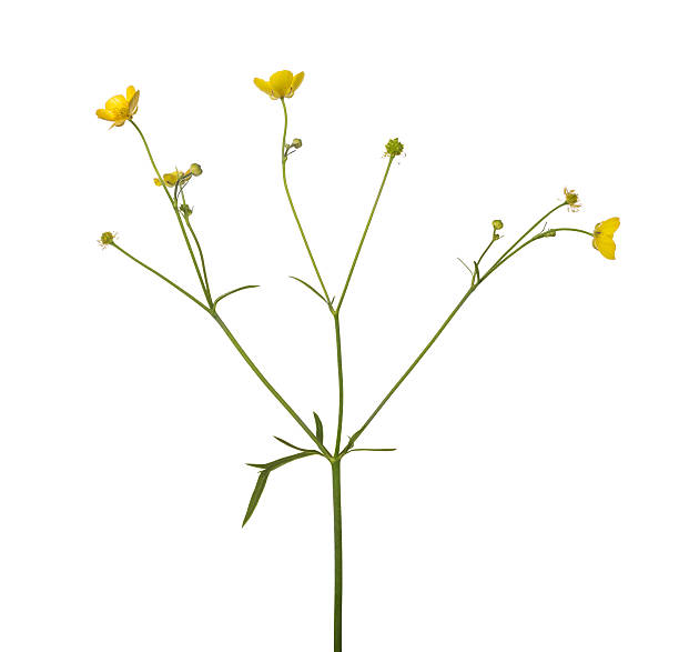 istock wild isolated gold buttercup flower 483276102