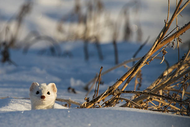 Weasel pops head through snow an ermine pops his head through the snow and looks at the camera. stoat mustela erminea stock pictures, royalty-free photos & images