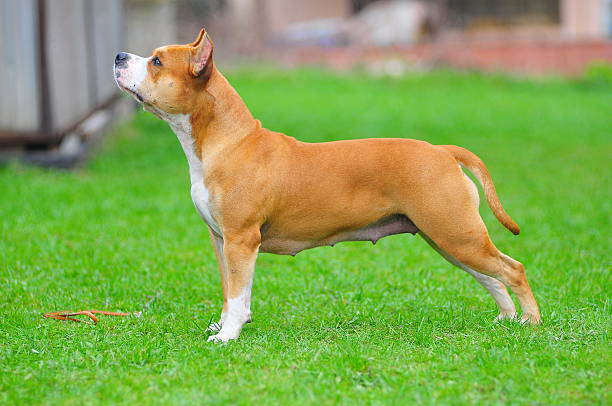 istock American Staffordshire Terrier stand 483276528