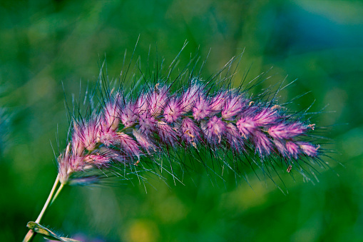 African fountain grass, Tender fountain grass, Fountain grass, Purple fountain grass, Pennisetum setaceum