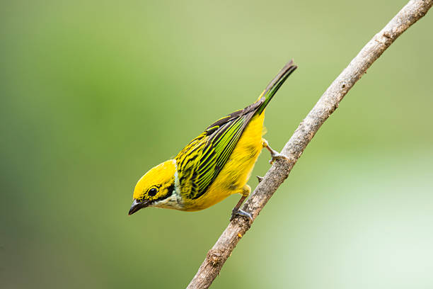 istock Silver-throated Tanager, Tangara icterocephala 483279868
