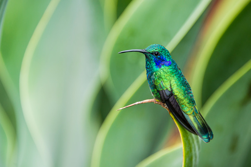 Green violetear hummingbird (Colibri thalassinus), Costa Rica