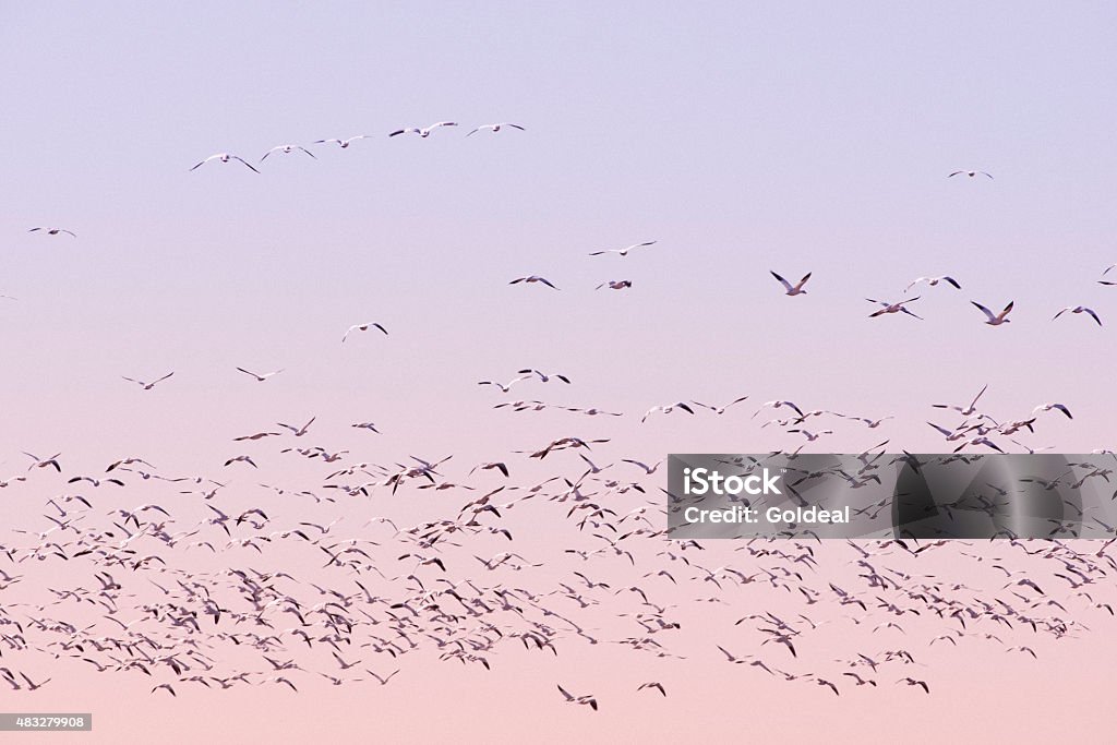Birds in Flight Flock of birds in flight  2015 Stock Photo