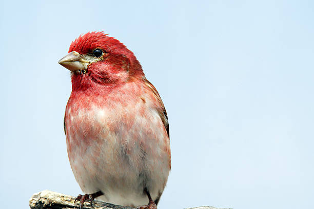 700+ Purple Finch Stock Photos, Pictures & Royalty-Free Images