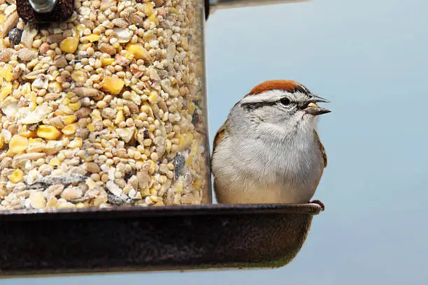 Photo of Chipping sparrow eating