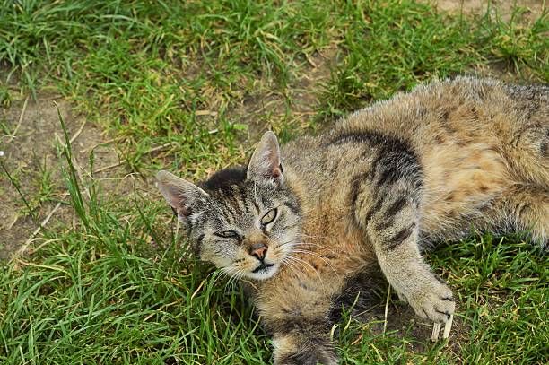 istock Domestic cat plays on the grass 483282726