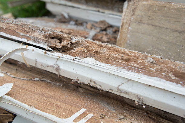 istock termite damage rotten wood eat nest destroy concept 483282872