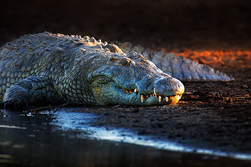 Nile crocodile (crocodylus niloticus) on riverbank with last light of day -Kruger National Park (South Africa)