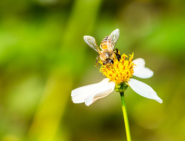 istock bee eat pollen of flower 483284050