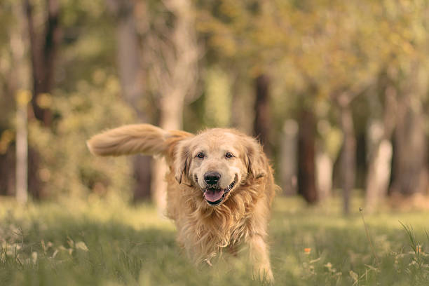 istock Happy Dog (Golden Retriever) on a playful gesture 483285352