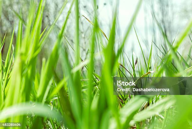 Green Grass On Spring Day Stock Photo - Download Image Now - 2015, Agricultural Field, Agriculture