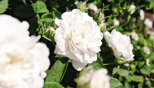 istock Close up view of white roses on a rose bush 483285558