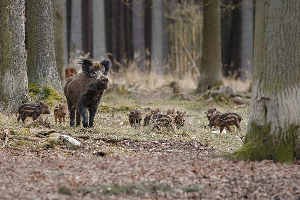 istock Wild boar family 483285578