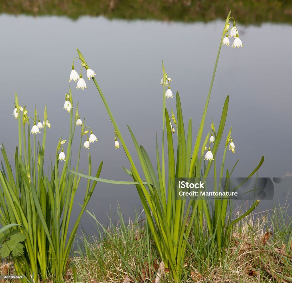 夏季のスノーフレーク（Leucojum aestivum - オランダのロイヤリティフリーストック�フォト