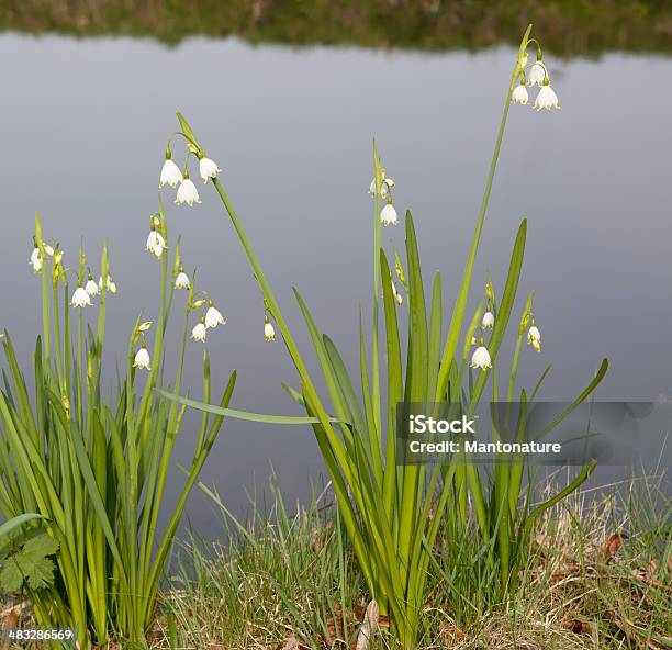 夏季のスノーフレークleucojum Aestivum - オランダのストックフォトや画像を多数ご用意 - オランダ, クローズアップ, スノードロップ