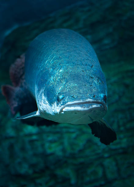 istock Giant  fish at Moscow Oceanarium 483286859