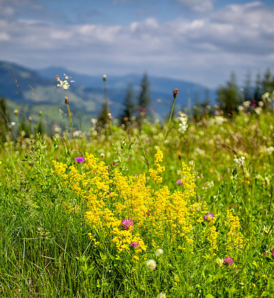 istock Summer landscape in Ceahlau Mountains 483287929