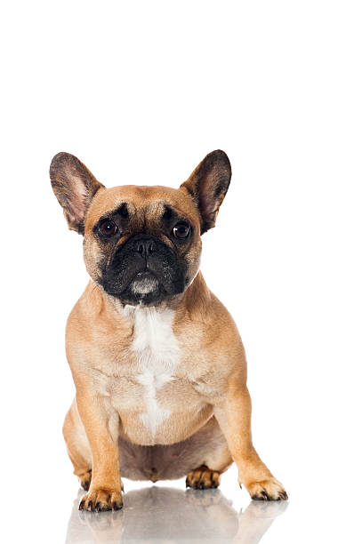 istock French bulldog 483288281