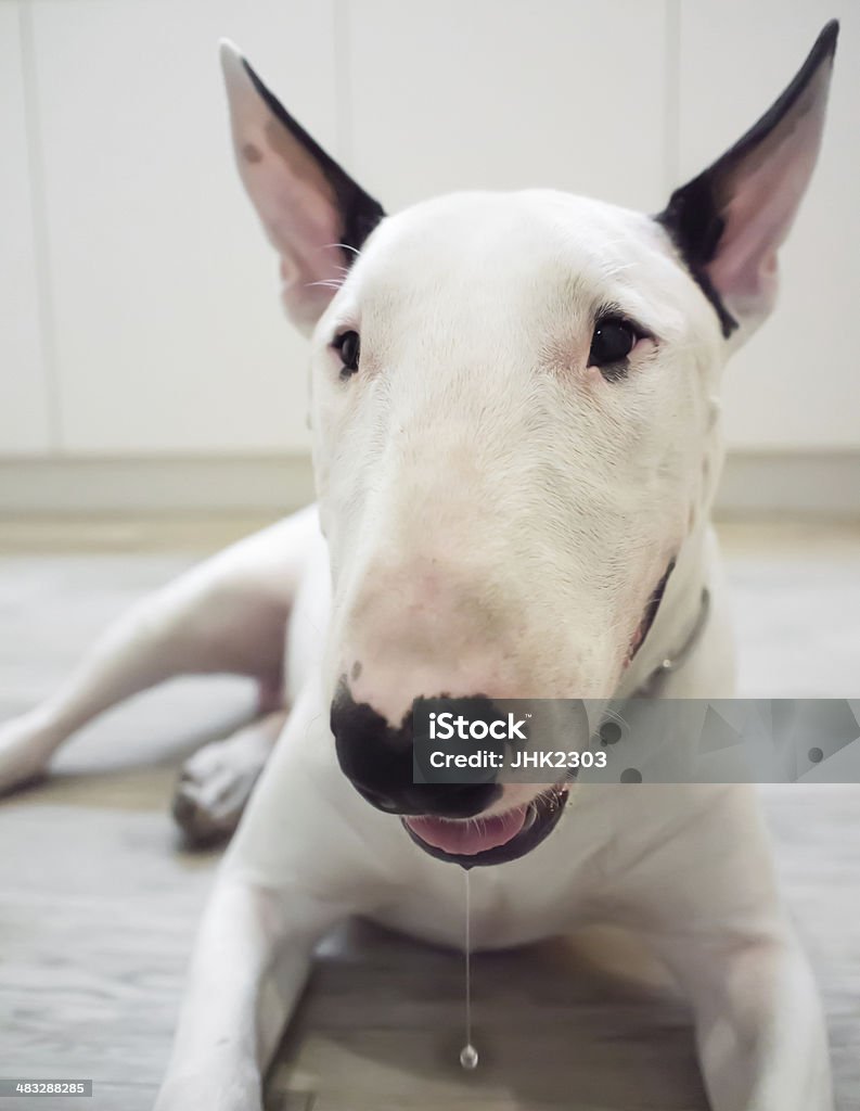 Bull Terrier dog drooling Close up of  Bull Terrier dog drooling  and looking  at the camera posing Animal Stock Photo