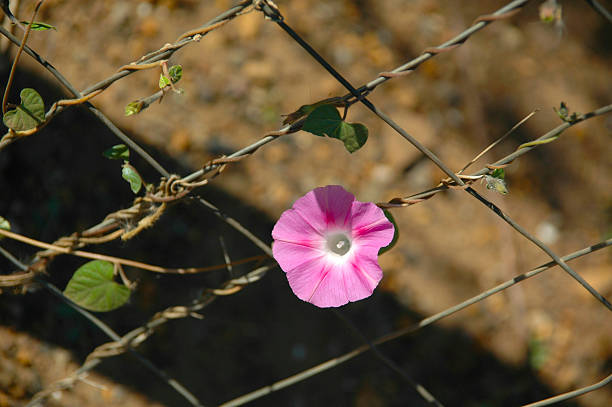 istock morning glories on wire 483288562