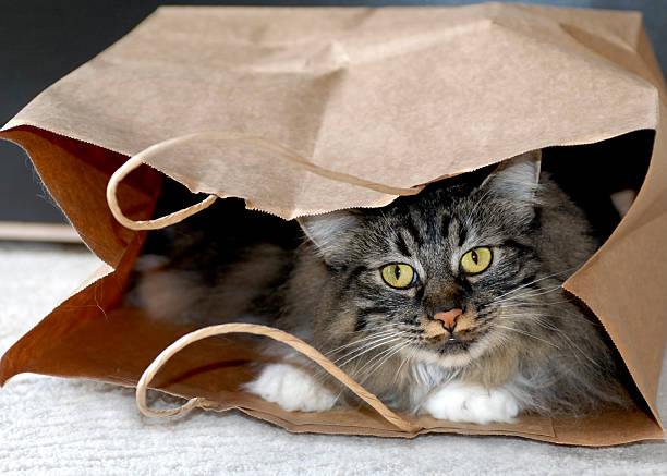 Cat in Bag stock photo