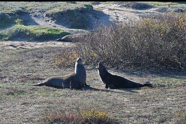 o quarell do mar lions - quarell imagens e fotografias de stock