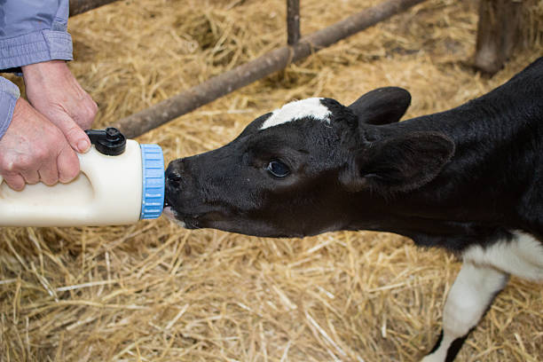 istock Bottle-feeding newborn calf 483289058