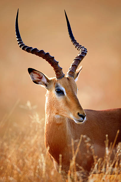 impala männliche porträt - impala stock-fotos und bilder