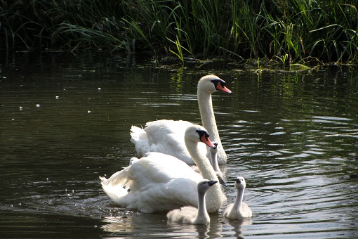 Urban Mute Swan newly hatched family  in the nest with eggs