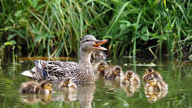istock Mother duck with her ducklings 483289844