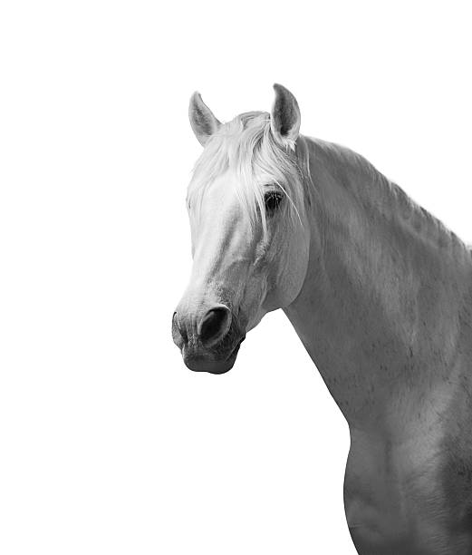 istock andalusian horse monochrome portrait 483289942