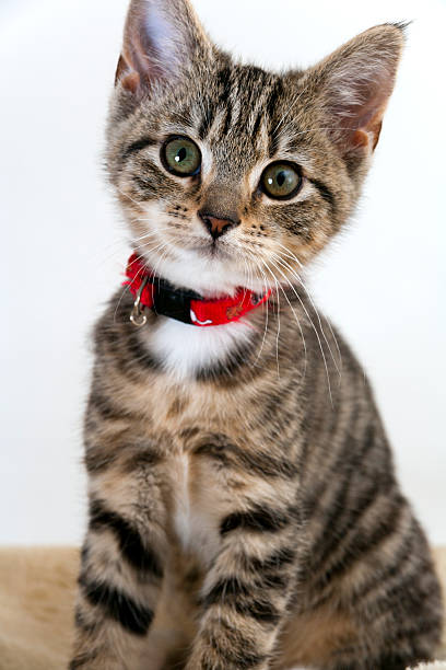 istock Cute wided eyed kitten looking at the camera 483289947