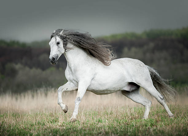 istock white andalusian horse runs free 483290128