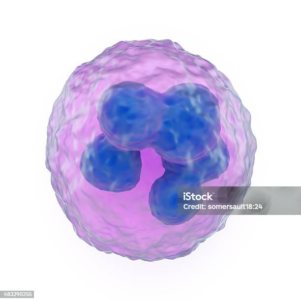 De Granulócitos - Fotografias de stock e mais imagens de Eosinófilo - Eosinófilo, Neutrófilo, Fagócito