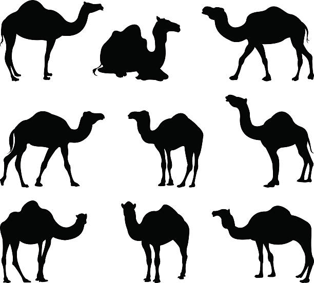 kamele silhouette - herbivorous animals in the wild camel hoofed mammal stock-grafiken, -clipart, -cartoons und -symbole