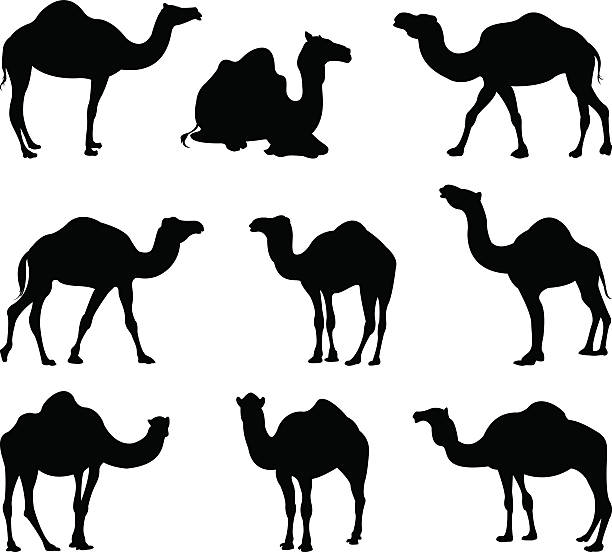 ilustraciones, imágenes clip art, dibujos animados e iconos de stock de camellos silueta - herbivorous animals in the wild camel hoofed mammal