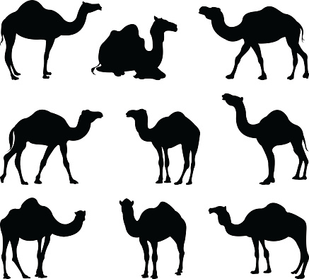 vector file of camels silhouette