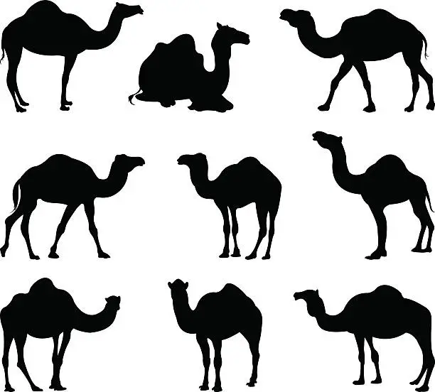 Vector illustration of camels silhouette