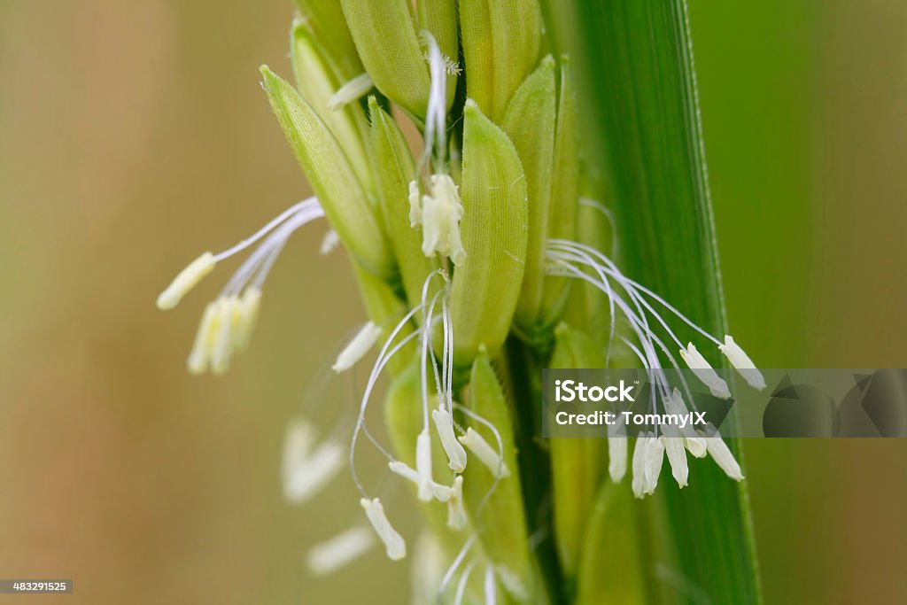 Flores de Arroz - Royalty-free Arroz - Cereal Foto de stock