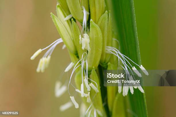 Flores De Arroz - Fotografias de stock e mais imagens de Arroz - Cereal - Arroz - Cereal, Estame, Flor