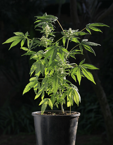 A healthy young Marijuana plant growing in a black plastic pot. Photographed in the early morning sunshine.
