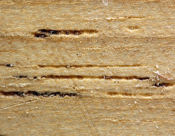 istock Wooden texture. Macro. Extreme closeup 483292239