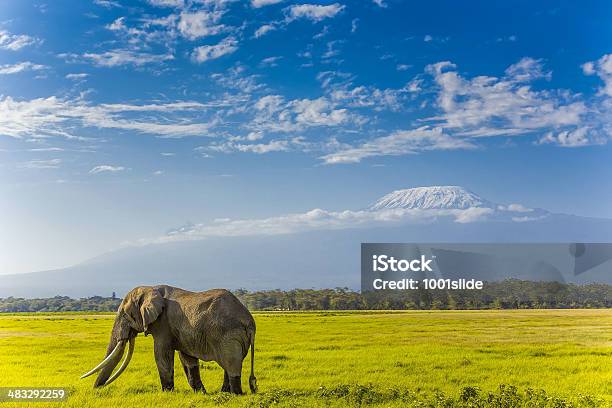 Photo libre de droit de Sommet Du Mont Kilimandjaro Avec Éléphant banque d'images et plus d'images libres de droit de Kilimandjaro - Kilimandjaro, Paysage, Savane