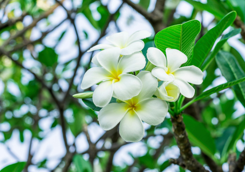 White frangipani  flower in the garden