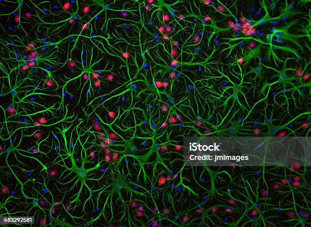 Coltura Di Cellule - Fotografie stock e altre immagini di Astrocita - Astrocita, Fluorescente, Ingrandimento