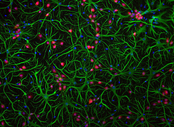 Cultured cells Real photograph of mammalian cells derived from brain tissue and cultured in a dish. Stained using three colours to reveal the different cell types: green are astrocytes ("support" cells for the brain), and in red are the nuclei of neurons ("nerve" cells); blue shows the nuclei of all cells. As well as looking pretty, this image shows the remarkable diversity of cell types in brains - it's not just neurons! cultured cell stock pictures, royalty-free photos & images